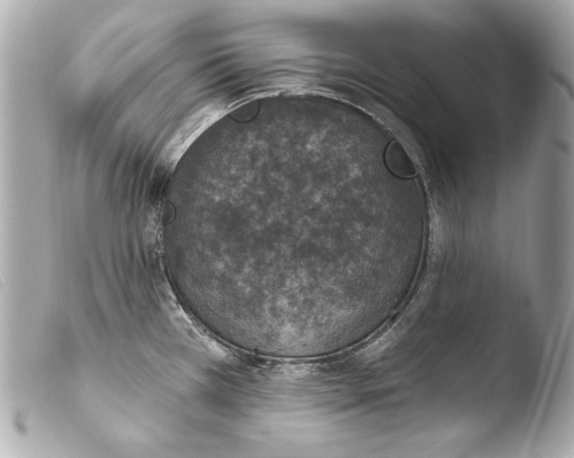 X0000103951385200810031335