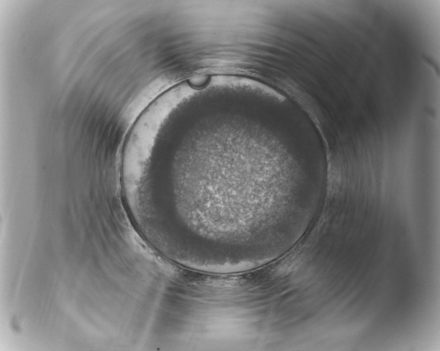 X0000103951386200810031335