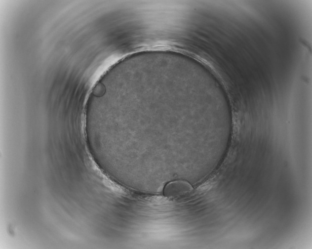 X0000103951424200810031335