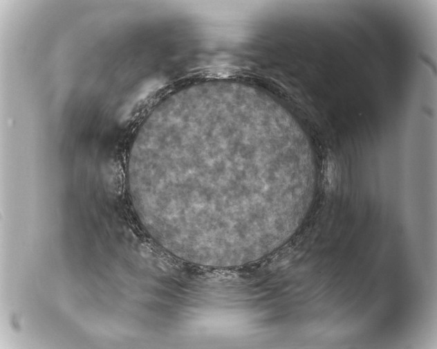 X0000103951446200810031334