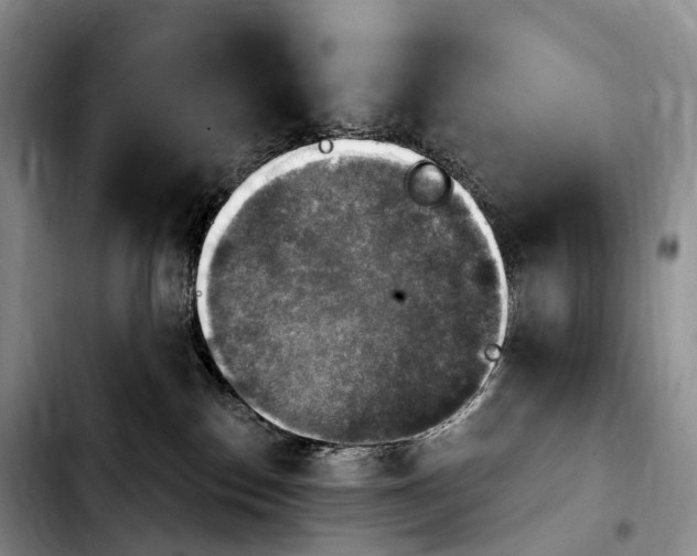 X0000103950186200810101446