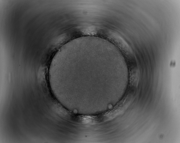 X0000103950229200810101445