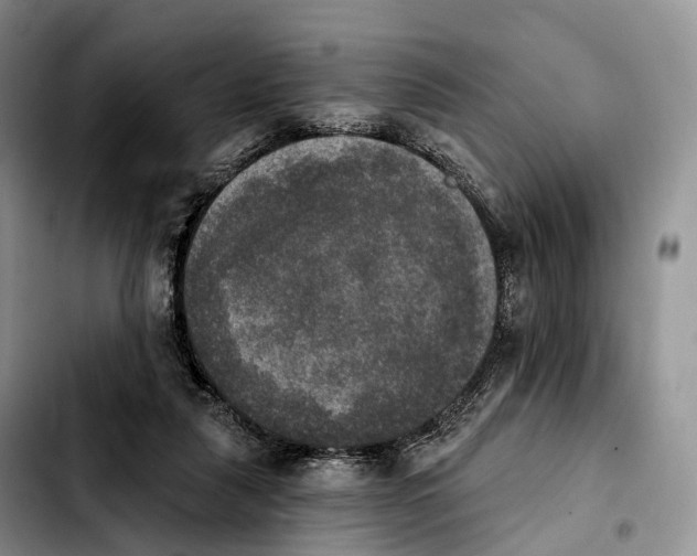 X0000103950259200810101444