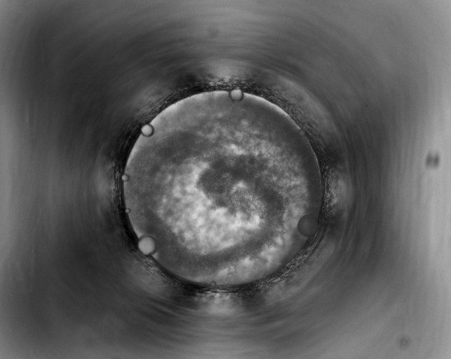 X0000103950276200810101445