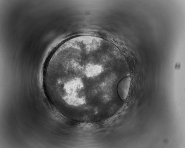 X0000103950294200810101444