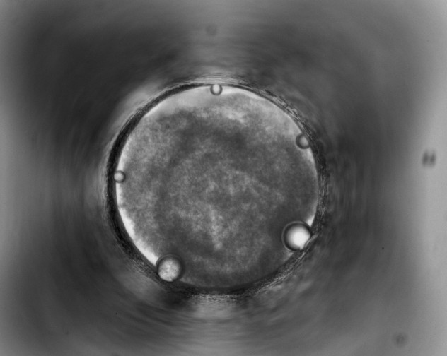 X0000103950296200810101444