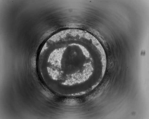 X0000103950299200810101444