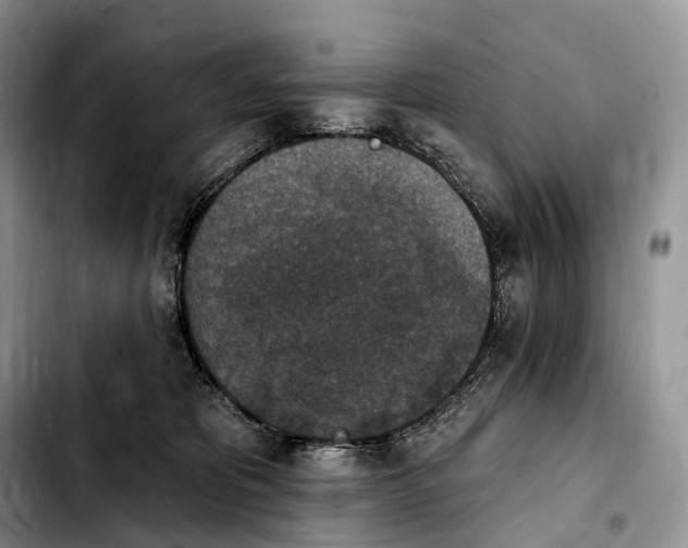 X0000103950325200810101444