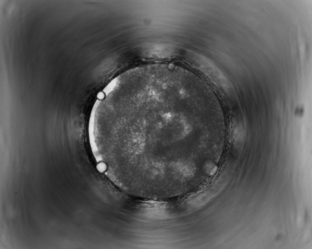 X0000103950328200810101444