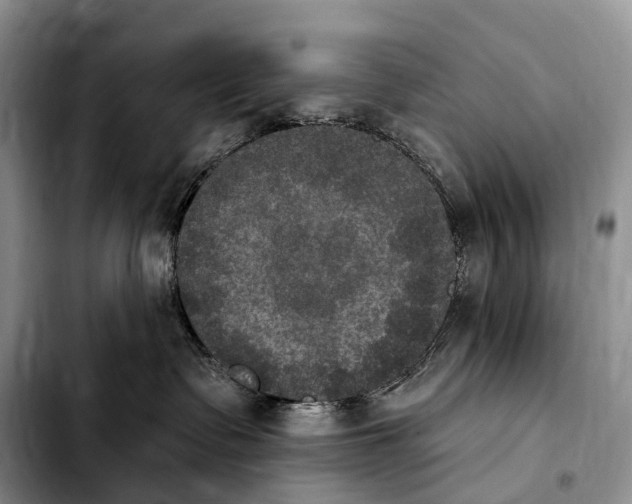 X0000103950335200810101444