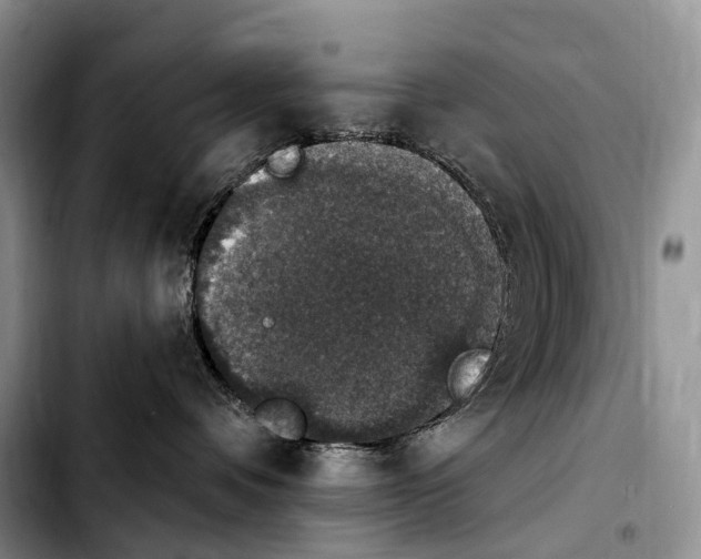 X0000103950336200810101444