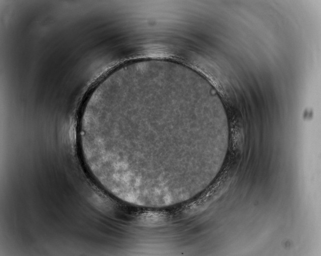 X0000103950350200810101443