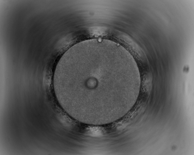 X0000103950417200810101442