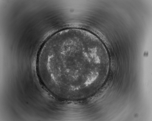 X0000103950434200810101442