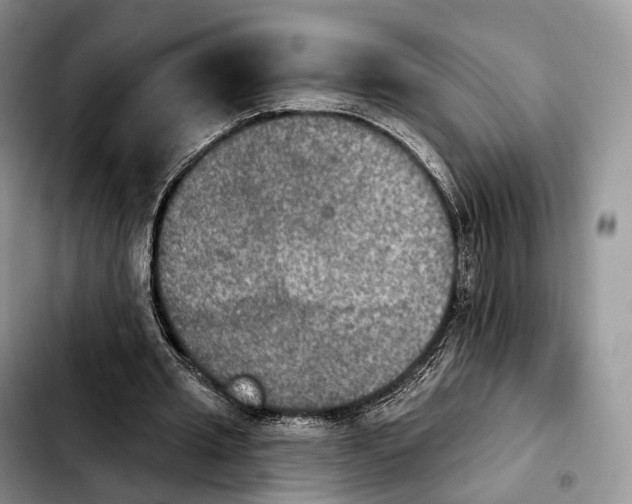 X0000103950437200810101442