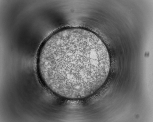 X0000103950440200810101442