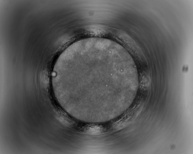 X0000103950456200810101442