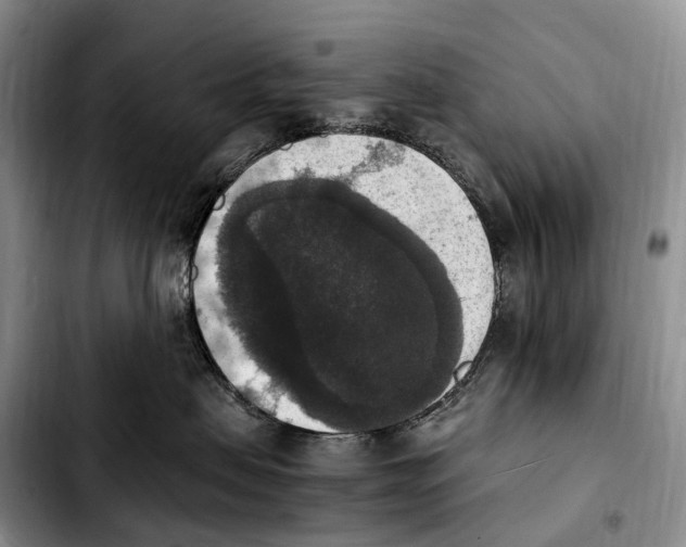 X0000103950479200810101442