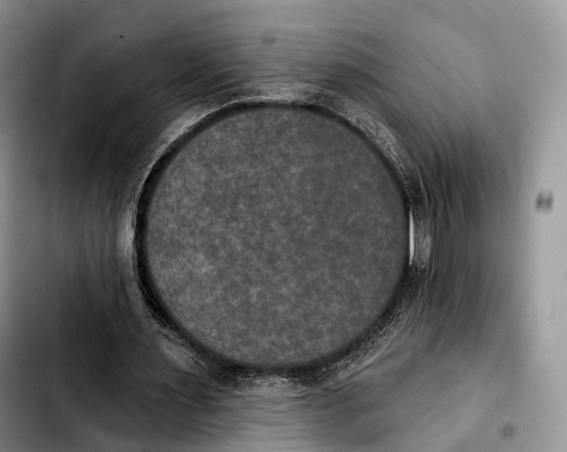 X0000103950483200810101441