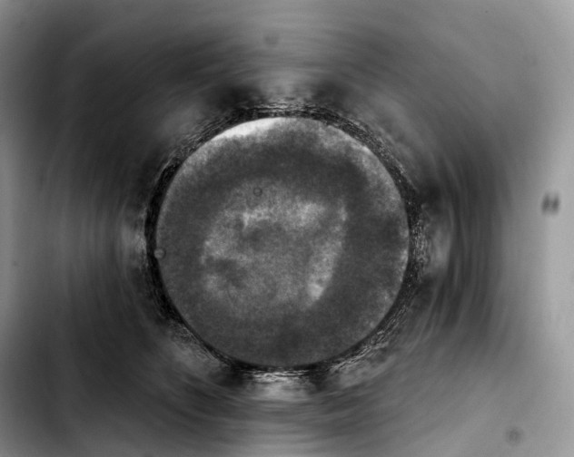 X0000103950516200810101441