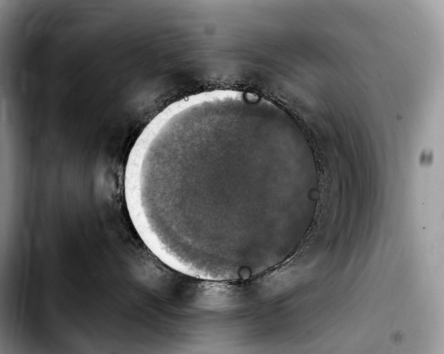 X0000103950528200810101441