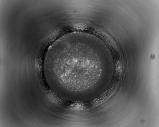 X0000103950559200810101441