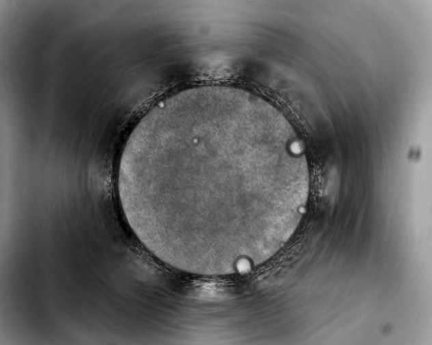 X0000103950564200810101441