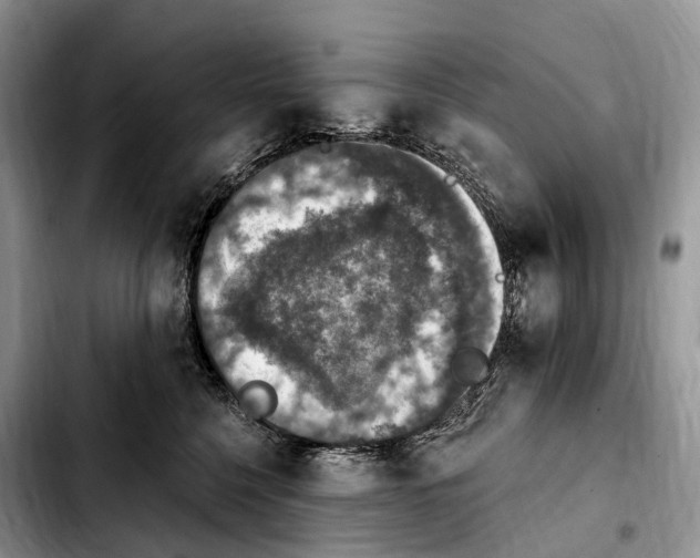 X0000103950568200810101441