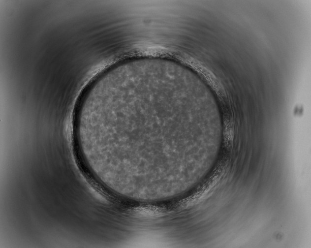 X0000103950630200810101439