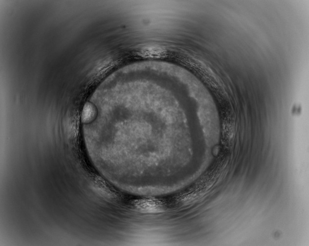 X0000103950652200810101439