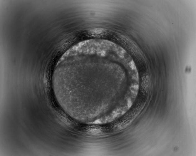 X0000103950653200810101439