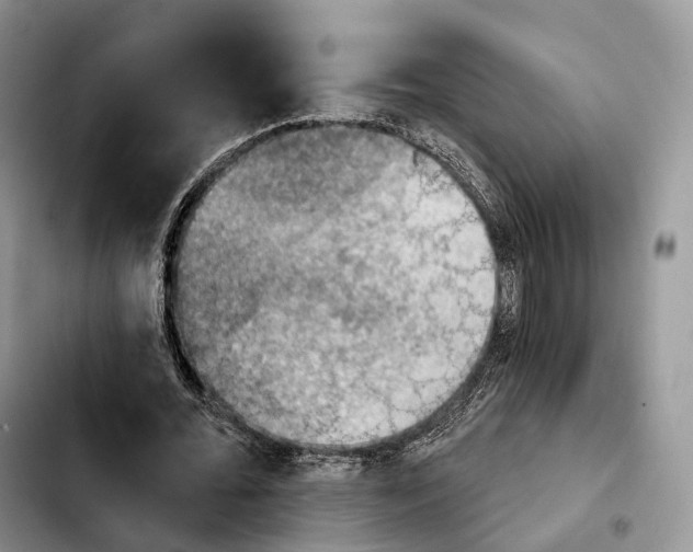 X0000103950676200810101439