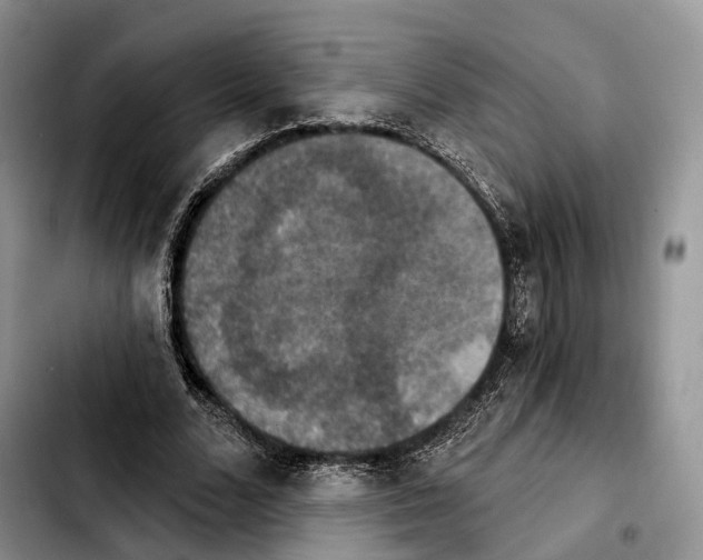 X0000103950680200810101439