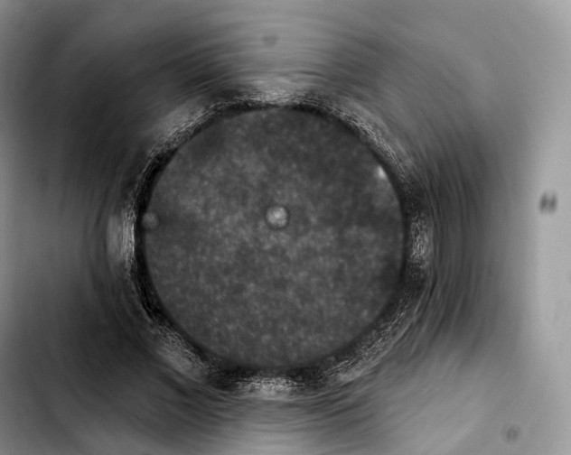 X0000103950685200810101439