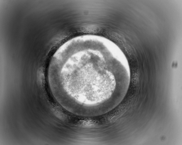 X0000103950688200810101439