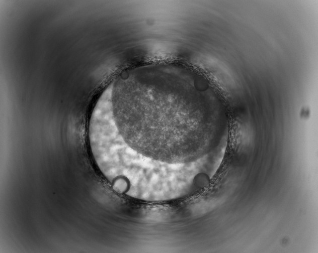 X0000103950716200810101438