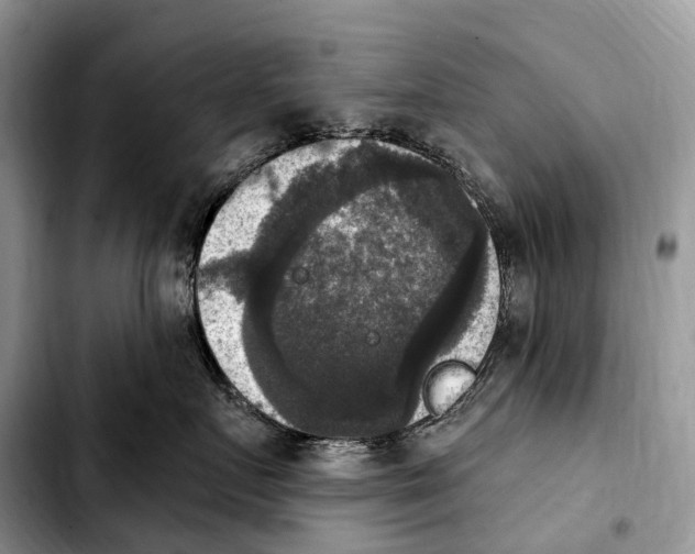 X0000103950719200810101438