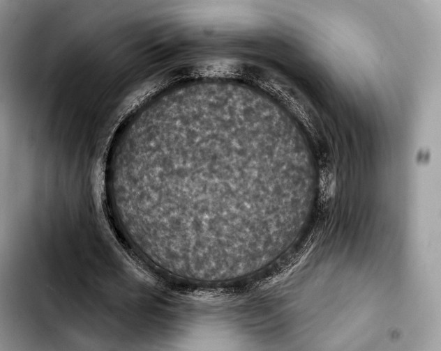 X0000103950725200810101438