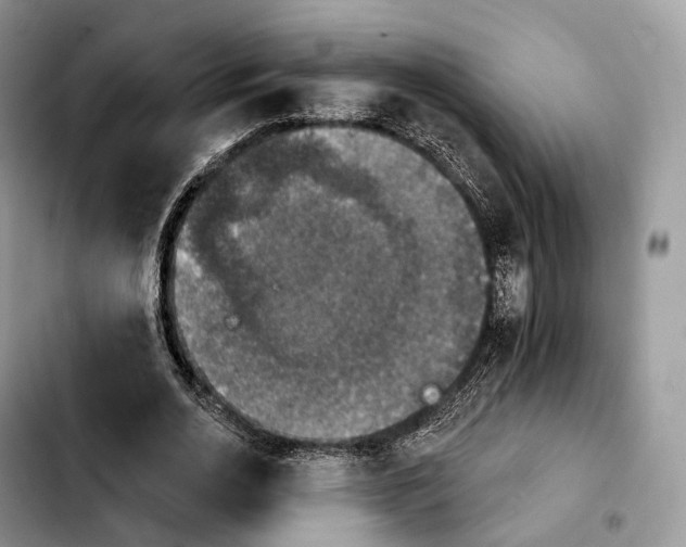 X0000103950726200810101438