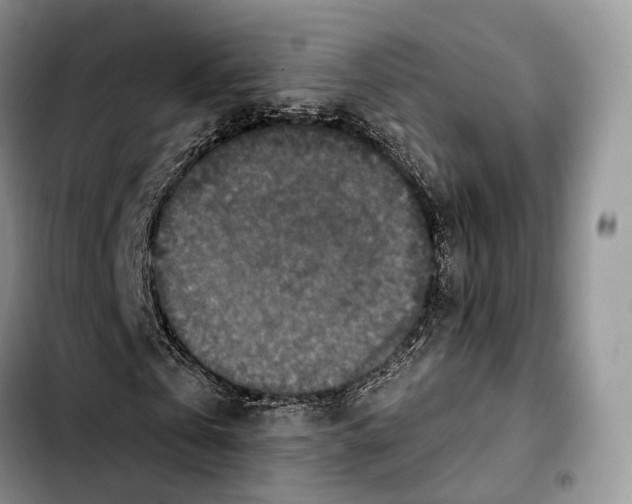 X0000103950769200810101437