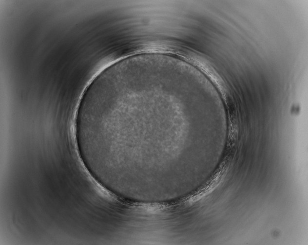 X0000103950803200810101437