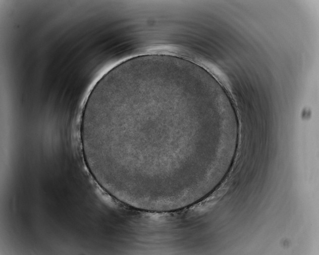 X0000103950816200810101437