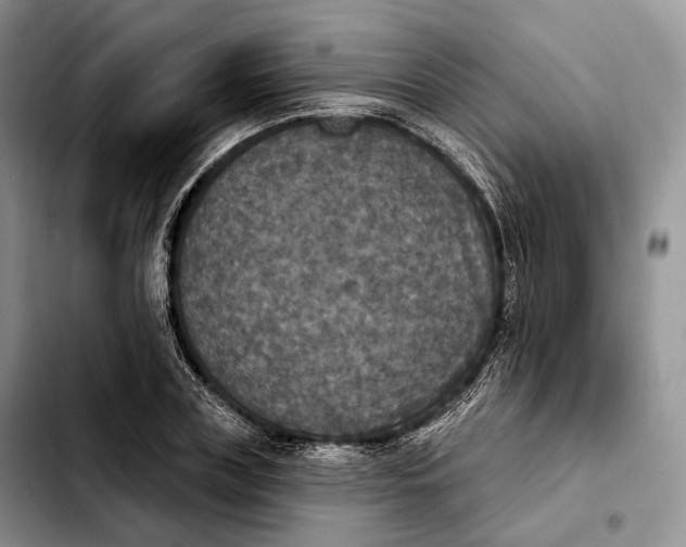 X0000103950835200810101436