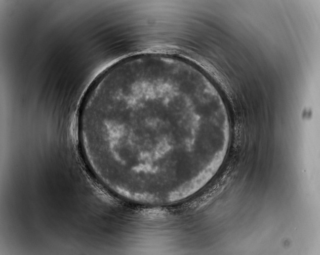 X0000103950838200810101436