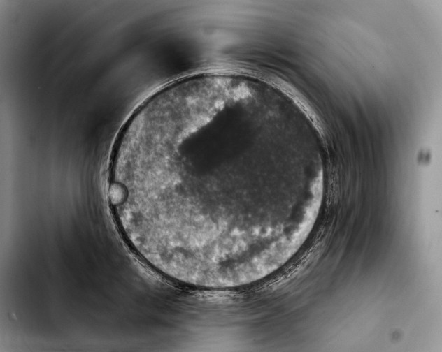 X0000103950853200810101436