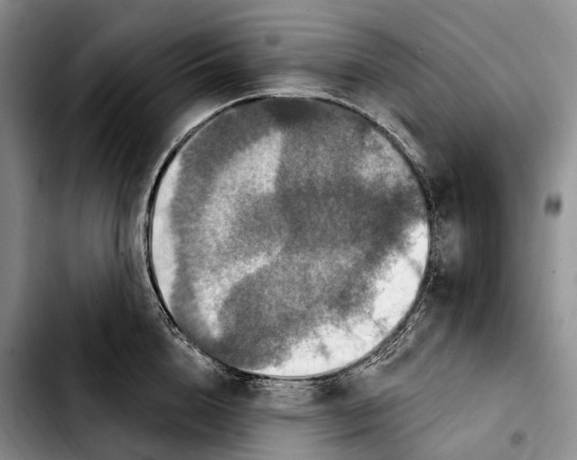 X0000103950856200810101437