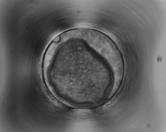 X0000103950864200810101437