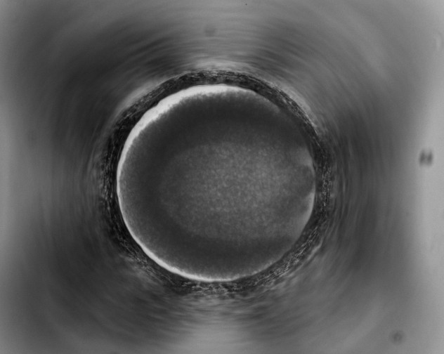 X0000103950919200810101435