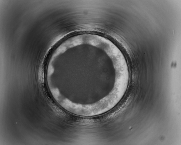 X0000103950925200810101435