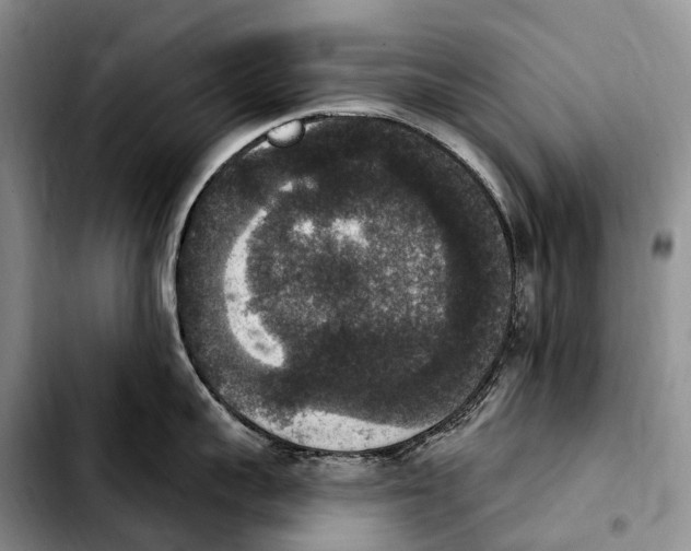 X0000103950959200810101435